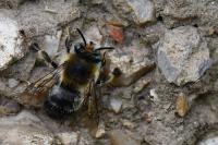 Anthophora retusa