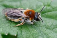 Andrena haemorrhoa