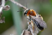 Andrena haemorrhoa