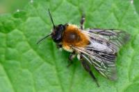Andrena nitida