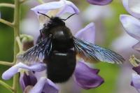 Xylocopa violacea