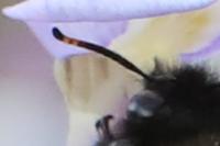Xylocopa violacea