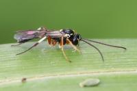 Diplazon tetragonus