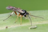 Diplazon tetragonus