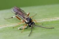Diplazon tetragonus