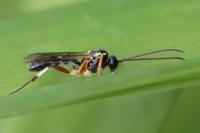 Diplazon tetragonus