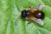 Osmia bicornis