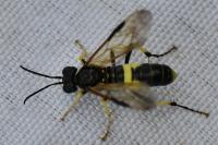 Tenthredo temula