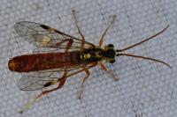 Tenthredopsis litterata