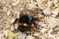 Bombus terrestris/lucorum