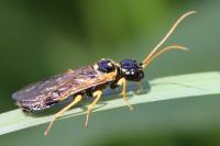 Pamphilius sylvaticus