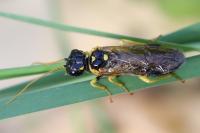 Pamphilius sylvaticus