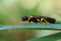 Pamphilius sylvaticus