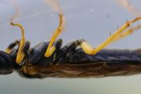 Pamphilius sylvaticus