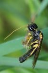 Pamphilius sylvaticus