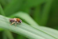 Andrena haemorrhoa