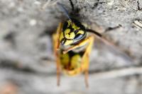 Vespula germanica
