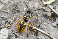 Vespula germanica