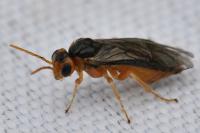 Hoplocampa testudinea