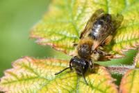 Andrena angustior