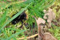 Bombus lapidarius