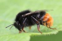Bombus lapidarius