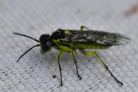 Cytisogaster picta