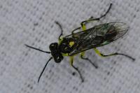 Cytisogaster picta