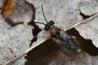 Mesoneura opaca