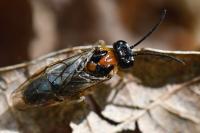 Mesoneura opaca