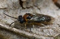 Mesoneura opaca