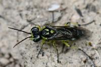 Cytisogaster picta