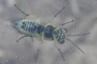 Cytisogaster picta
