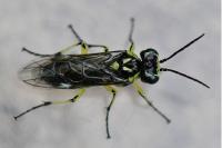 Cytisogaster picta
