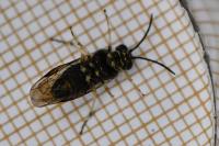 Mesoneura opaca