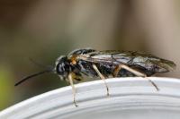 Mesoneura opaca