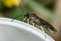 Mesoneura opaca