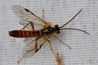 Tenthredopsis litterata