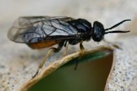 Monoctenus juniperi