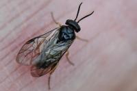 Monoctenus juniperi