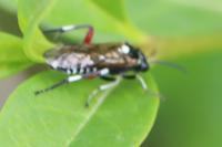 Macrophya punctumalbum