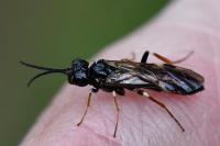 Emphytus cinctus