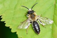 Andrena gravida
