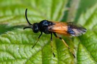Arge cyanocrocea