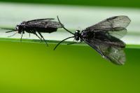 Rhadinoceraea micans