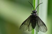 Rhadinoceraea micans