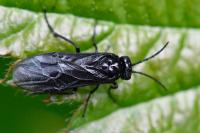 Rhadinoceraea micans