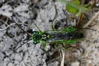 Rhogogaster scalaris