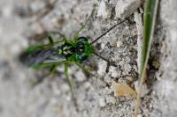 Rhogogaster scalaris