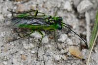 Rhogogaster scalaris
